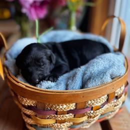 Iroh - Black male Goldendoodle puppy in Glen Daniel, West Virginia from Dani’s Doodles
