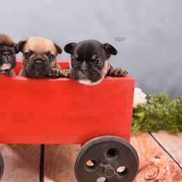 French Bulldog Puppies from Bullish Pride