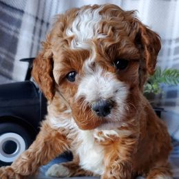 Cavapoos from Catch A Cavapoo