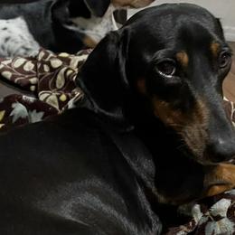 Lilly - Dachshund