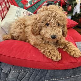 Poodle Puppies from Wanda Burton