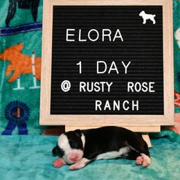 Miniature American Shepherd and Miniature Australian Shepherd Puppies from Rusty Rose Mini Aussies and Mini American Shepherds