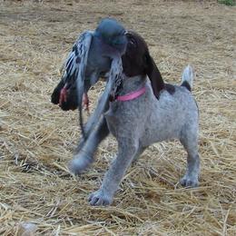 German Wirehaired Pointer Puppies from Idawire GWPs