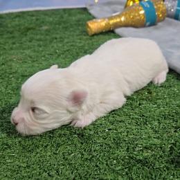 Joseph - White male Maltese puppy in Aurora, Missouri from KnJ Precious Paws LLC