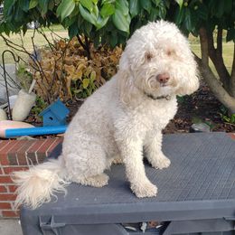 Daisy - Labradoodle