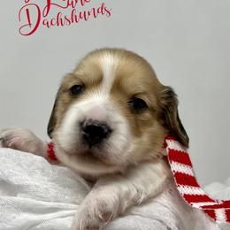 Dachshund Puppies from Legacy Lane Dachshunds