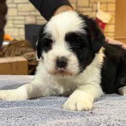 Affenpinscher, Barbet, and Tibetan Terrier Puppies from Gemms Affenpinschers, Barbets and Tibetan Terriers