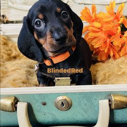Orange - Black and tan male Dachshund puppy in Leoma, Tennessee from Southbound Kennel