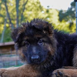 Cream collar - Black and red female German Shepherd puppy in Howell, Michigan from Sheyenne’s Shepherds