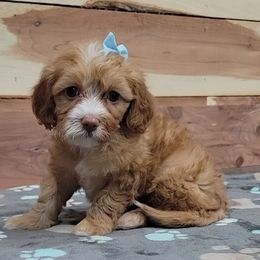 Rose - Red female Cavapoo puppy in Missouri from KDK Missouri Miniature Poodles