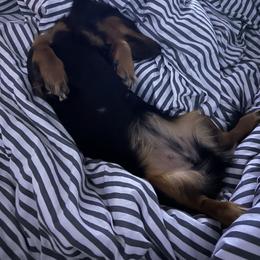 Cricket - Dachshund