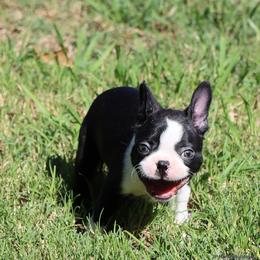 Elliot - Black and white male Boston Terrier puppy in Winnsboro, Texas from JP Ranch Bulldogs