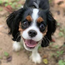 Cavalier King Charles Spaniel All Grown Up from Ayerloom Cavaliers