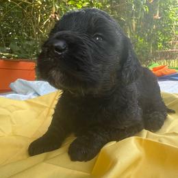 Amarillo - Black female Goldendoodle puppy in Willits, California from Big Island Goldendoodles