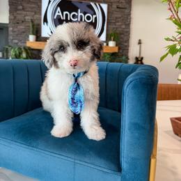 M A N T I S - teddy bear - 10-15 lbs - Blue merle male Bernedoodle puppy in Pleasant View, Utah from Anchor Dogs