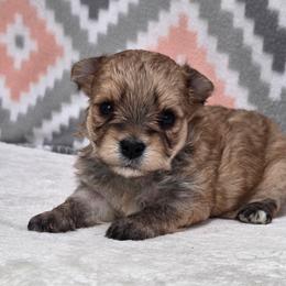 Benji SMALL - Gold male Morkie puppy in Monticello, Iowa from Ashley’s Puppies