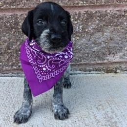 Girl 3 - Black and white female German Wirehaired Pointer puppy in Potosi, Wisconsin from Point and Flush Gun Dogs