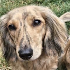 Peach Pie  - Dachshund