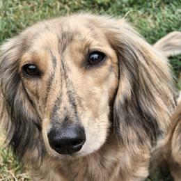 Peach Pie  - Dachshund