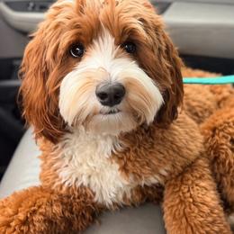 Stella - Australian Labradoodle