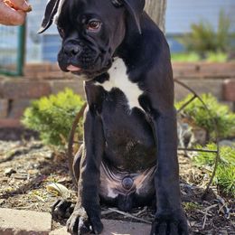 Puppy 1 - Brindle Boxer puppy in Buffalo, Wyoming from Jtbuckingham Boxers