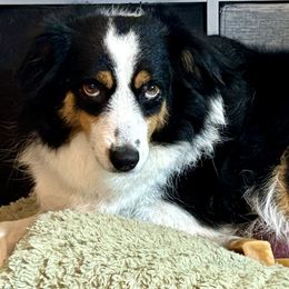 Brooklyn - Miniature Australian Shepherd
