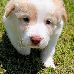 Border Collie Puppies from Double4farms