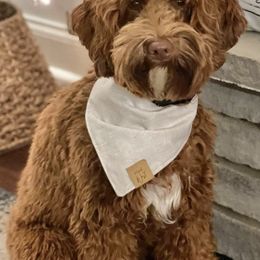 Australian Labradoodles from Crikey Australian Labradoodles