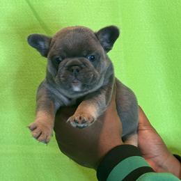 Otis - Blue French Bulldog puppy in Jacksonville, Florida from IB Kennels
