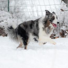 Savannah - Border Collie