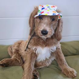 SUNNY - Apricot male Goldendoodle puppy in Sugar Land, Texas from Sugar Doodles