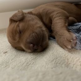 Goldendoodle Puppies from Teddy Grace Doodles