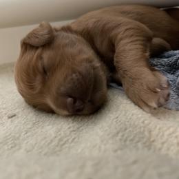 Goldendoodle Puppies from Teddy Grace Doodles