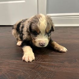 Loki - Blue merle male Australian Shepherd puppy in Franklinton, Louisiana from Cottonwood Farms Australian Shepherds