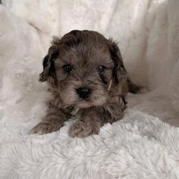 Grady - Merle male Cavapoo puppy in Somerset, Kentucky from Hilltop Doodles KY LLC