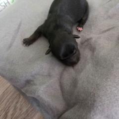 Bella - Black female Shorkie puppy in North English, Iowa from Countryside Yorkies