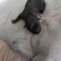 Bella - Black female Shorkie puppy in North English, Iowa from Countryside Yorkies