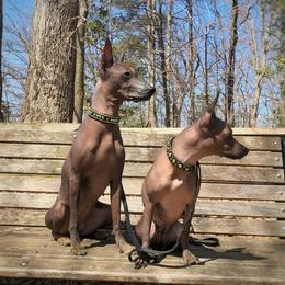 Xoloitzcuintli from Yadalanh Xoloitzcuintli