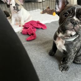 French Bulldog Puppies from A Cute Pair of Frenchies