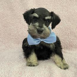Mae Male 3 - Black and silver male Miniature Schnauzer puppy in Pageland, South Carolina from New Haven Farms