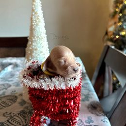 Tinkerbell - Cream female Dachshund puppy in Molino, Florida from Dooney's Dachshunds