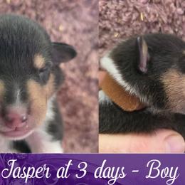 Jasper - Black white and tan male Collie puppy in Oregon City, Oregon from Laurelee Collies