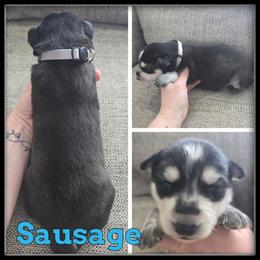 Sausage - Black and white male Siberian Husky puppy in Wheeler, Michigan from Haase Family Kennels