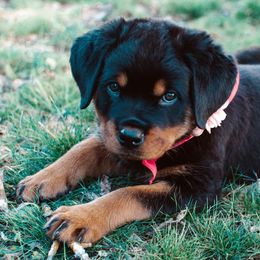 Rottweilers from Von Der Rogue Rottweilers
