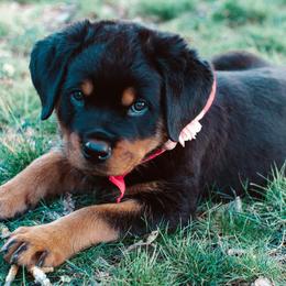 Rottweilers from Von Der Rogue Rottweilers