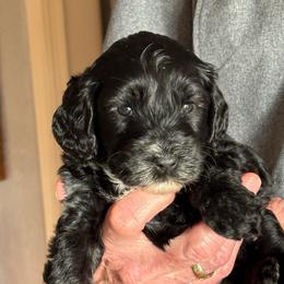 Tootsie - Black female Australian Labradoodle puppy in Austin, Texas from AussieTex Labradoodles