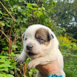 Red female 2 - Red speckled female Australian Cattle Dog puppy in Dalton, Pennsylvania from Whiteduck Mountain Kennel AKC Australian Cattle Dogs and Windy Hill Acres Kennel LLC AKC Fox Red Labrador Retrievers