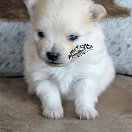 Olly - Cream male Pomeranian puppy in Granby, Colorado from Marostica Paws