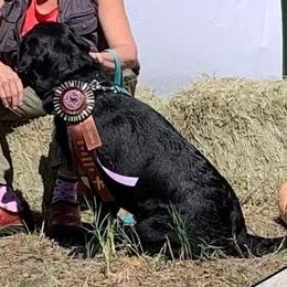 PollYanna - Labrador Retriever