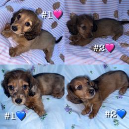 Dachshund puppies from Bendita Kennels